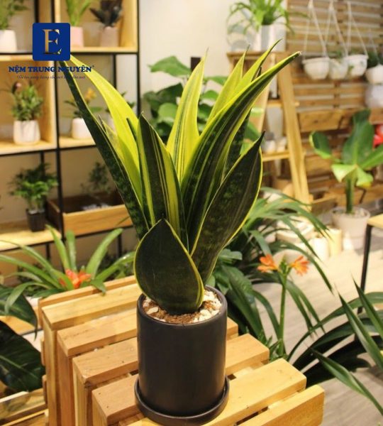 Cây trồng trong phong ngủ