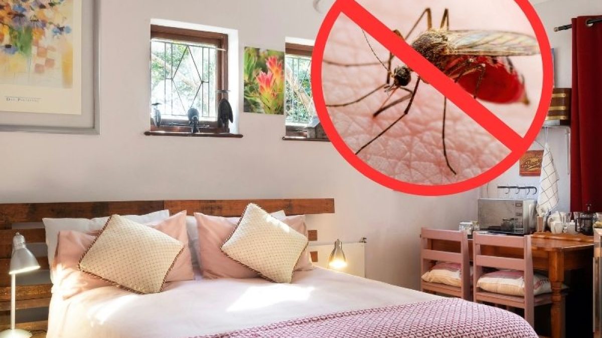 Muỗi trong phòng ngủ buổi tối