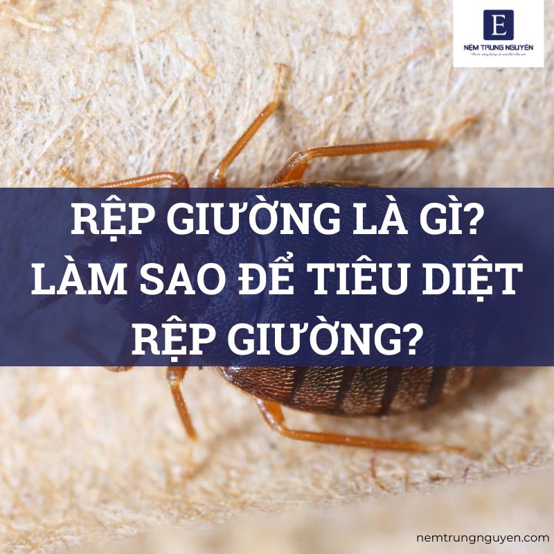 Rệp giường là gì?