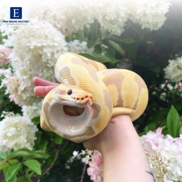 Câu hỏi thường gặp MƠ THẤY RẮN