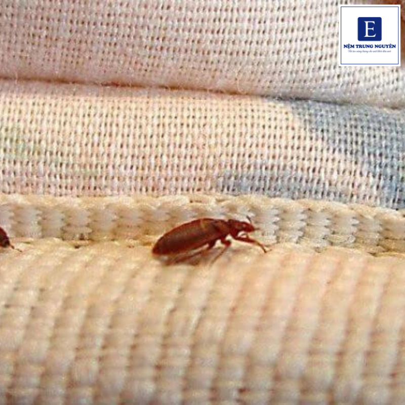 Cách diệt rệp trong nệm hiệu quả
