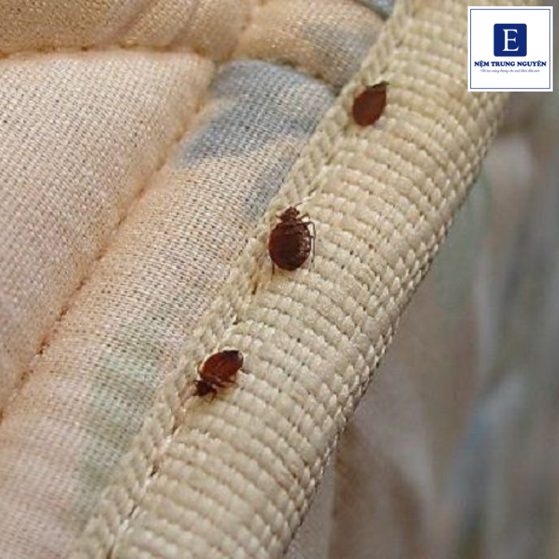 Rệp thường ẩn nấp ở: Đường chỉ may, viền nệm; các khe gấp, nếp lún; mép nệm sát giường